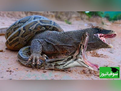 (ویدئو) ویژه علاقه مندان به مستند حیات وحش حیوانات/ نبرد جانانه شاه کبرا و اژدهای کومودوی وحشی