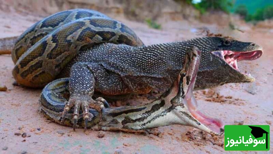 (ویدئو) ویژه علاقه مندان به مستند حیات وحش حیوانات/ نبرد جانانه شاه کبرا و اژدهای کومودوی وحشی