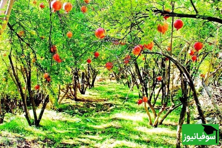 روستای زیبای ژیوار