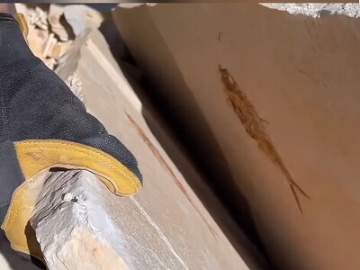 (ویدئو) لحظه‌ی هیجان‌انگیز بیرون آمدن فسیل ماهی 52‌ میلیون ساله!
