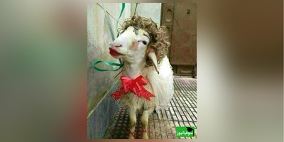 آشپزی خلاقانه : نوآوری خنده‌دار "عروس تبریزی" درتزئین کله پاچه برای مادرشوهرش آشپزهای بزرگ دنیارو به گریه وا داشت😂/ دست مریزاد