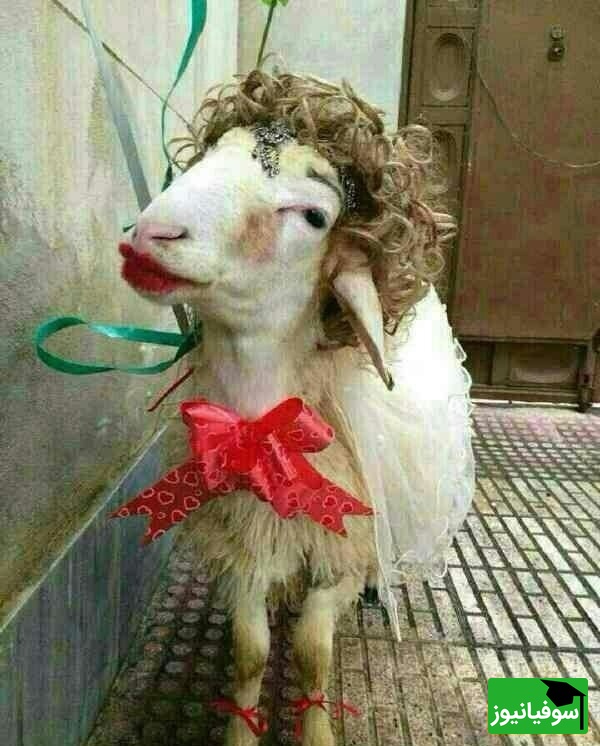 آشپزی خلاقانه : نوآوری خنده‌دار "عروس تبریزی" درتزئین کله پاچه برای مادرشوهرش آشپزهای بزرگ دنیارو به گریه وا داشت😂/ دست مریزاد