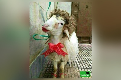 آشپزی خلاقانه : نوآوری خنده‌دار "عروس تبریزی" درتزئین کله پاچه برای مادرشوهرش آشپزهای بزرگ دنیارو به گریه وا داشت😂/ دست مریزاد