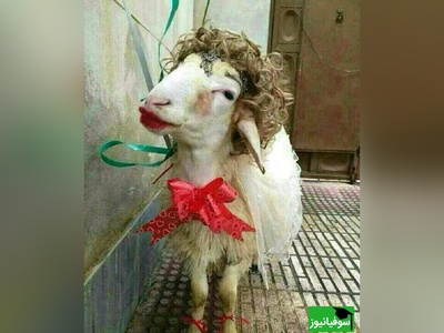 آشپزی خلاقانه : نوآوری خنده‌دار "عروس تبریزی" درتزئین کله پاچه برای مادرشوهرش آشپزهای بزرگ دنیارو به گریه وا داشت😂/ دست مریزاد