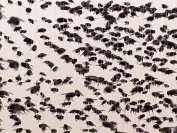 ویدیو/ شکار مگس برای مصرف شخصی!/ ساخت آویز مگسِ سه‌بعدی با ابتکاری غیرقابل باور