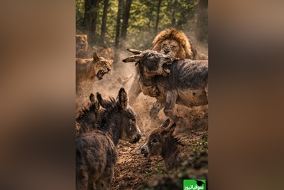 ویژه علاقه مندان به مستند حیات وحش حیوانات/ نبرد نفس‌گیر  اُلاغ  و شیر