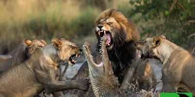 مستند حیات وحش؛ حمله گله شیرها به تمساح/ وقتی سلطان جنگل به قلمرو تمساح یورش می‌برد