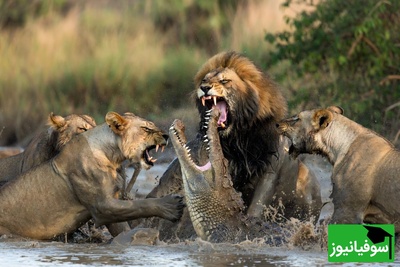مستند حیات وحش؛ حمله گله شیرها به تمساح/ وقتی سلطان جنگل به قلمرو تمساح یورش می‌برد