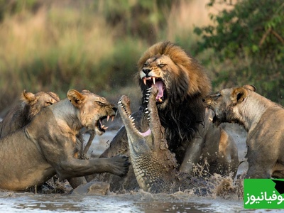 مستند حیات وحش؛ حمله گله شیرها به تمساح/ وقتی سلطان جنگل به قلمرو تمساح یورش می‌برد