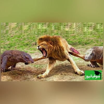 (ویدئو) مستند حیات وحش روز:/ راز بقا، این قسمت: جدال نفس‌گیر اژدهای کومودوی وحشی و سلطان جنگل، شیر