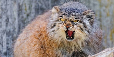 ویدئوی حیات وحش روز| پشت پرده زندگی گربه پالاس؛ تلاش برای بقا در دنیای سخت و سرد