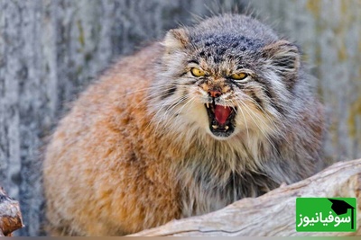 ویدئوی حیات وحش روز| پشت پرده زندگی گربه پالاس؛ تلاش برای بقا در دنیای سخت و سرد