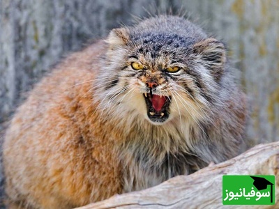 ویدئوی حیات وحش روز| پشت پرده زندگی گربه پالاس؛ تلاش برای بقا در دنیای سخت و سرد