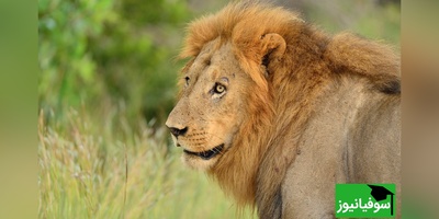 (ویدئو) گرفتاری شیر نر میان گله کفتارهای گرسنه