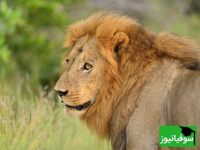 (ویدئو) گرفتاری شیر نر میان گله کفتارهای گرسنه