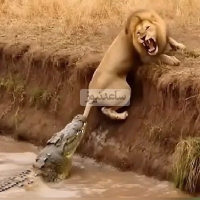 (ویدئو) لحظه‌ای دلهره‌آور در مستند حیات‌وحش؛ نمایش قدرت تمساح در قلمرو رودخانه