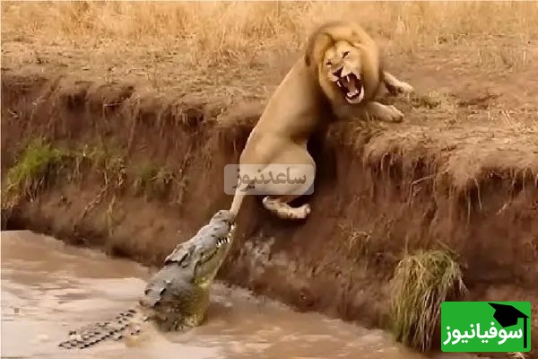 (ویدئو) لحظه‌ای دلهره‌آور در مستند حیات‌وحش؛ نمایش قدرت تمساح در قلمرو رودخانه