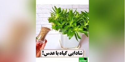 چطور با عدس، گیاهان را احیا کنیم که همیشه مقاوم و سرحال باشند؟/ با ما همیشه گل های سرحال و سرسبز داشته باشید(ویدیو)