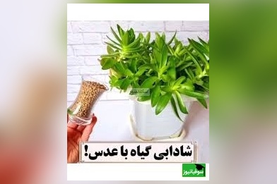 چطور با عدس، گیاهان را احیا کنیم که همیشه مقاوم و سرحال باشند؟/ با ما همیشه گل های سرحال و سرسبز داشته باشید(ویدیو)