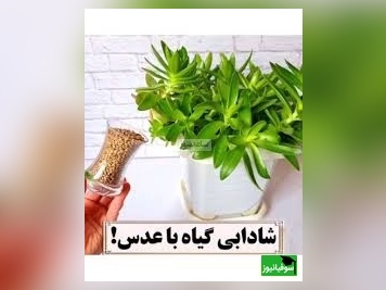 چطور با عدس، گیاهان را احیا کنیم که همیشه مقاوم و سرحال باشند؟/ با ما همیشه گل های سرحال و سرسبز داشته باشید(ویدیو)