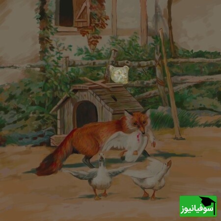 جواب