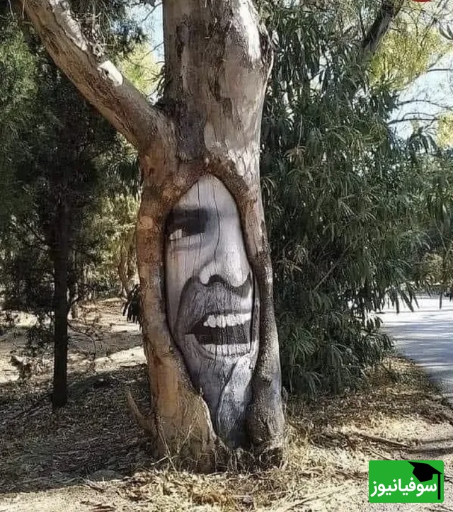 درخت