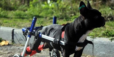 (ویدیو) حمایت از محیط زیست و حیوانات به سبک بنز! / اهدای صندلی چرخدار توسط شرکت مرسدس بنز به یک سگ فلج