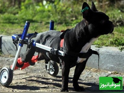 (ویدیو) حمایت از محیط زیست و حیوانات به سبک بنز! / اهدای صندلی چرخدار توسط شرکت مرسدس بنز به یک سگ فلج