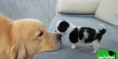 فیلم خنده‌دار لحظات حمله بامزه توله سگ ناز به سگ غول پیکر