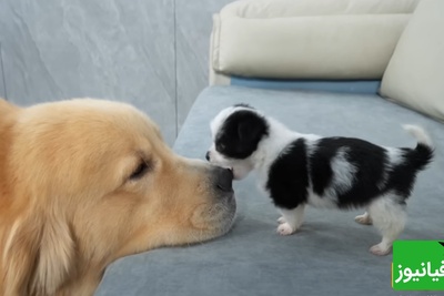 فیلم خنده‌دار لحظات حمله بامزه توله سگ ناز به سگ غول پیکر