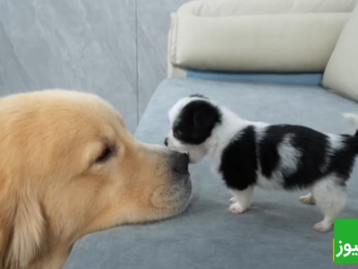 فیلم خنده‌دار لحظات حمله بامزه توله سگ ناز به سگ غول پیکر