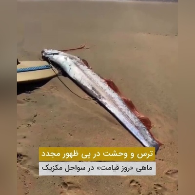 فیلم | ترس و وحشت در پی ظهور مجدد ماهی روز قیامت در سواحل کالیفرنیا