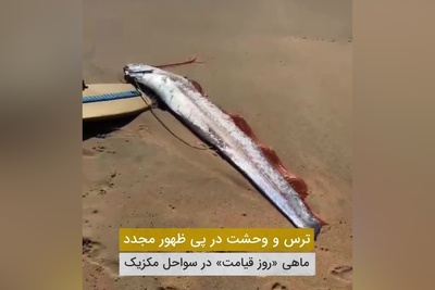 فیلم | ترس و وحشت در پی ظهور مجدد ماهی روز قیامت در سواحل کالیفرنیا