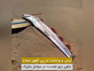 فیلم | ترس و وحشت در پی ظهور مجدد ماهی روز قیامت در سواحل کالیفرنیا
