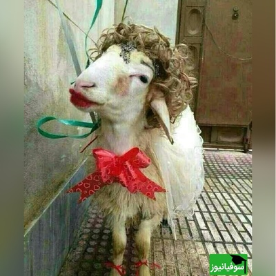 خلاقیت تحسین‌برانگیز و خنده‌دار "عروس تبریزی" درتزئین کله پاچه برای مادرشوهر/ 1000 آفرین به این ذهن پر از ایده و خلاق🤣