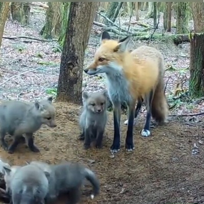 (ویدئو) مستند حیات وحش حیوانات؛راز بقا: مادرانه‌های روباه برای توله‌هایش/ مادر همه جا مادره، قربون دل مهربونش بشم