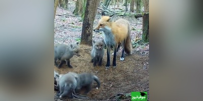 (ویدئو) مستند حیات وحش حیوانات؛راز بقا: مادرانه‌های روباه برای توله‌هایش/ مادر همه جا مادره، قربون دل مهربونش بشم