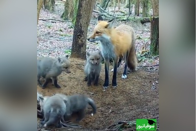(ویدئو) مستند حیات وحش حیوانات؛راز بقا: مادرانه‌های روباه برای توله‌هایش/ مادر همه جا مادره، قربون دل مهربونش بشم