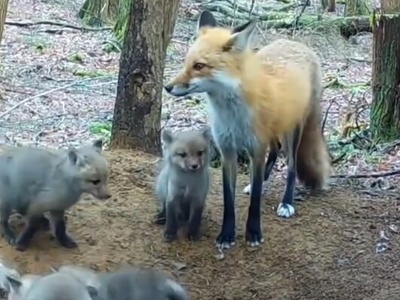 (ویدئو) مستند حیات وحش حیوانات؛راز بقا: مادرانه‌های روباه برای توله‌هایش/ مادر همه جا مادره، قربون دل مهربونش بشم