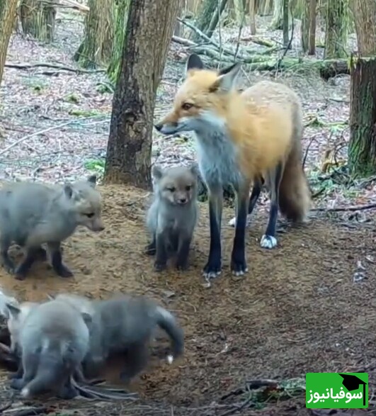 (ویدئو) مستند حیات وحش حیوانات؛راز بقا: مادرانه‌های روباه برای توله‌هایش/ مادر همه جا مادره، قربون دل مهربونش بشم