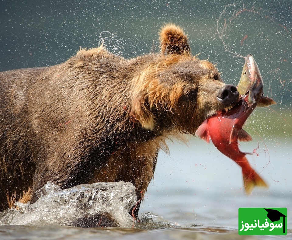 (ویدیو) حمله خرس‌ها به صید ماهیگیران/ مستندی از تقابل انسان و حیات وحش