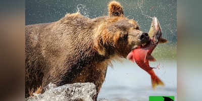 (ویدیو) حمله خرس‌ها به صید ماهیگیران/ مستندی از تقابل انسان و حیات وحش