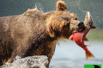 (ویدیو) حمله خرس‌ها به صید ماهیگیران/ مستندی از تقابل انسان و حیات وحش