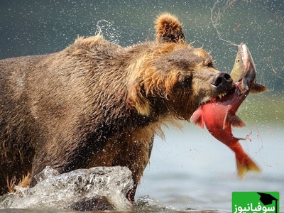 (ویدیو) حمله خرس‌ها به صید ماهیگیران/ مستندی از تقابل انسان و حیات وحش