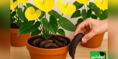 آموزش روشی ساده برای گل دهی گیاهان با پوست موز/ با ما خانه ای بهشتی را تجربه کنید+ ویدیو