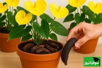 آموزش روشی ساده برای گل دهی گیاهان با پوست موز/ با ما خانه ای بهشتی را تجربه کنید+ ویدیو