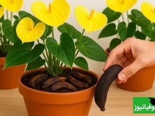 آموزش روشی ساده برای گل دهی گیاهان با پوست موز/ با ما خانه ای بهشتی را تجربه کنید+ ویدیو