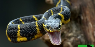 (ویدیو) مار خاکستری در لحظه‌ای وحشتناک در حال بلعیدن پرنده مقلد/ یک جنگ وحشیانه در دل طبیعت جایی که بقا تنها به سرعت و قدرت بستگی دارد!