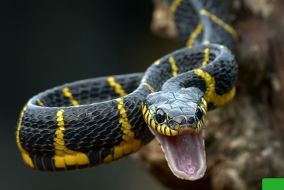 (ویدیو) مار خاکستری در لحظه‌ای وحشتناک در حال بلعیدن پرنده مقلد/ یک جنگ وحشیانه در دل طبیعت جایی که بقا تنها به سرعت و قدرت بستگی دارد!