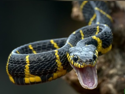 (ویدیو) مار خاکستری در لحظه‌ای وحشتناک در حال بلعیدن پرنده مقلد/ یک جنگ وحشیانه در دل طبیعت جایی که بقا تنها به سرعت و قدرت بستگی دارد!